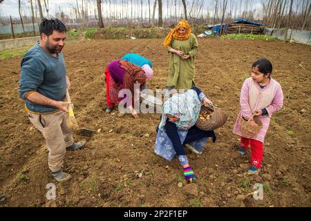 Srinagar, India. 3rd Mar, 2023. Kashmiri farmers plant seed potatoes in a field on a spring day in the outskirts of Srinagar. According to agriculture department Kashmir annually produces 45000 metric tons of potatoes and approximately 2500 hectares of land under potato cultivation. (Credit Image: © Faisal Bashir/SOPA Images via ZUMA Press Wire) EDITORIAL USAGE ONLY! Not for Commercial USAGE! Stock Photo