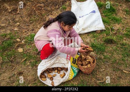 Srinagar, India. 3rd Mar, 2023. A Kashmiri girl collecting seed potatoes in a field on a spring day in the outskirts of Srinagar. According to agriculture department Kashmir annually produces 45000 metric tons of potatoes and approximately 2500 hectares of land under potato cultivation. (Credit Image: © Faisal Bashir/SOPA Images via ZUMA Press Wire) EDITORIAL USAGE ONLY! Not for Commercial USAGE! Stock Photo