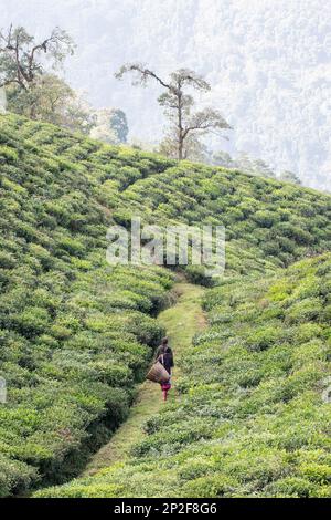 Female tea picker walking by herself amidst tea crops at Temi Tea Estate, Sikkim, India Stock Photo