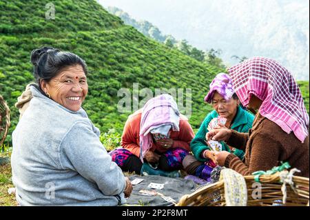 Female tea pickers playing cards on a break from work at Temi Tea Estate, Sikkim, India Stock Photo