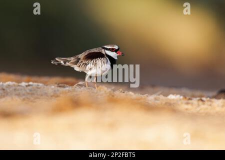 Black-fronted Dotterel - Elseyornis melanops small plover wader in the Charadriidae family, bird on the australian beach next to the water during suns Stock Photo