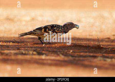 Western Bowerbird - Chlamydera guttata  endemic bird of Australia in Ptilonorhynchidae, brown with spots with a pink erectile crest on the nape, male Stock Photo