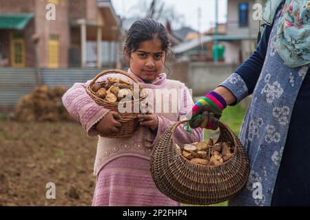 Srinagar, India. 3rd Mar, 2023. A Kashmiri girl carrying wicker basket with potatoes in a field on a spring day in the outskirts of Srinagar. According to agriculture department Kashmir annually produces 45000 metric tons of potatoes and approximately 2500 hectares of land under potato cultivation. (Credit Image: © Faisal Bashir/SOPA Images via ZUMA Press Wire) EDITORIAL USAGE ONLY! Not for Commercial USAGE! Stock Photo