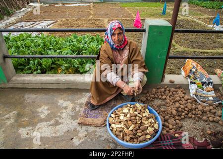 Srinagar, India. 3rd Mar, 2023. A Kashmiri woman seen cutting seed potatoes to plant them in a field on a spring day in the outskirts of Srinagar. According to agriculture department Kashmir annually produces 45000 metric tons of potatoes and approximately 2500 hectares of land under potato cultivation. (Credit Image: © Faisal Bashir/SOPA Images via ZUMA Press Wire) EDITORIAL USAGE ONLY! Not for Commercial USAGE! Stock Photo