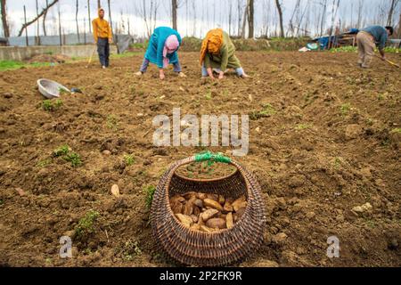 Srinagar, India. 3rd Mar, 2023. Kashmiri farmers plant seed potatoes in a field on a spring day in the outskirts of Srinagar. According to agriculture department Kashmir annually produces 45000 metric tons of potatoes and approximately 2500 hectares of land under potato cultivation. (Credit Image: © Faisal Bashir/SOPA Images via ZUMA Press Wire) EDITORIAL USAGE ONLY! Not for Commercial USAGE! Stock Photo