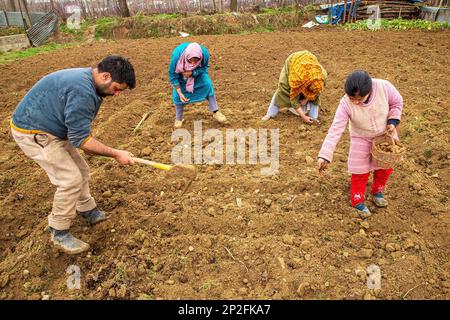 Srinagar, India. 3rd Mar, 2023. Kashmiri farmers plant seed potatoes in a field on a spring day in the outskirts of Srinagar. According to agriculture department Kashmir annually produces 45000 metric tons of potatoes and approximately 2500 hectares of land under potato cultivation. (Credit Image: © Faisal Bashir/SOPA Images via ZUMA Press Wire) EDITORIAL USAGE ONLY! Not for Commercial USAGE! Stock Photo