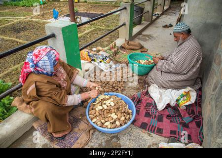 Srinagar, India. 3rd Mar, 2023. Kashmiri farmers cutting seed potatoes to plant them in a field on a spring day in the outskirts of Srinagar. (Credit Image: © Faisal Bashir/SOPA Images via ZUMA Press Wire) EDITORIAL USAGE ONLY! Not for Commercial USAGE! Stock Photo