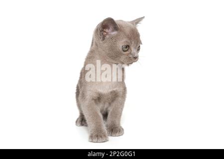 Kitten of the American Burmese blue color, isolated on a white background Stock Photo