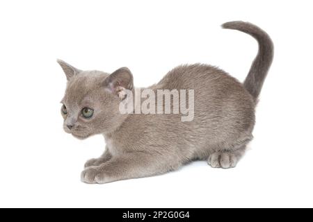 Kitten of the American Burmese blue color, isolated on a white background Stock Photo