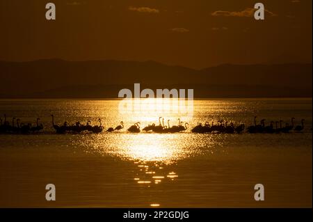 Flamingos sunset backlighting sunset in the ebro delta, horizontal Stock Photo
