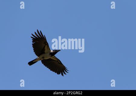 view on hooded crow flying in a clear blue sky Stock Photo