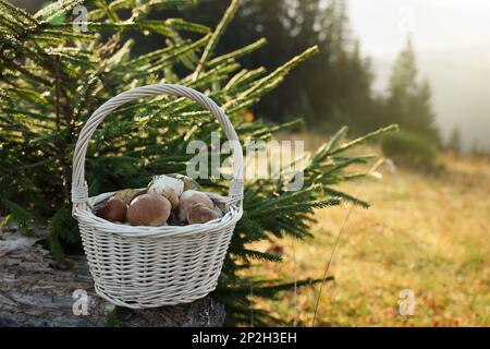 Basket with fresh mushrooms near fir outdoors on sunny day Stock Photo