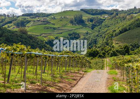 Vineyard with forest in background, Otavio Rocha, Flores da Cunha, Rio Grande do Sul, Brazil Stock Photo
