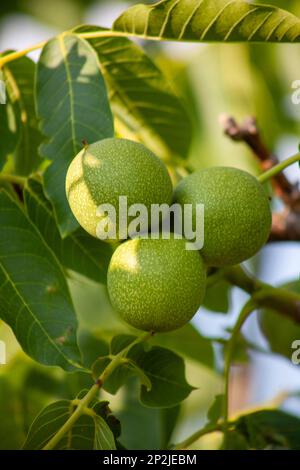 Green walnuts on a tree close-up Stock Photo