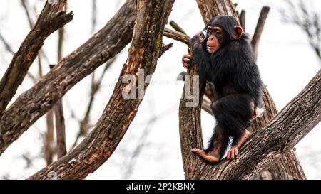 Young female chimpanzee climbing in a tree Stock Photo