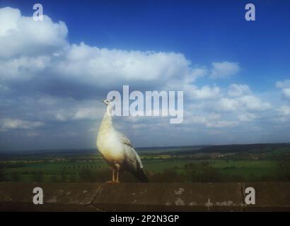 A white peacock on the ramparts of Belvoir Castle Stock Photo