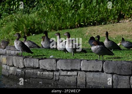 A large group, or flock, of Australian wood ducks standing on grass beside an artificial lake in a park Stock Photo