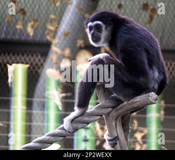 white-handed gibbon Calgary Zoo Alberta Stock Photo