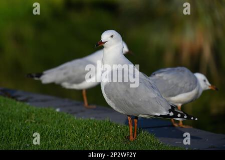A silver gull, or seagull, standing on neatly trimmed grass beside a lake, with two other gulls in the background Stock Photo
