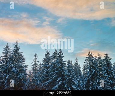 Winter forest with snow covered spruce trees at sunset in Southeast Alaska. Stock Photo