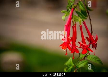 The national flower of Peru is called the cantuta Stock Photo
