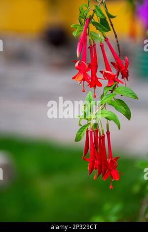 The national flower of Peru is called the cantua Stock Photo