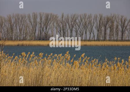 Early spring landscape with trees in the background, river in the middle and dry reeds in the foreground. Stock Photo