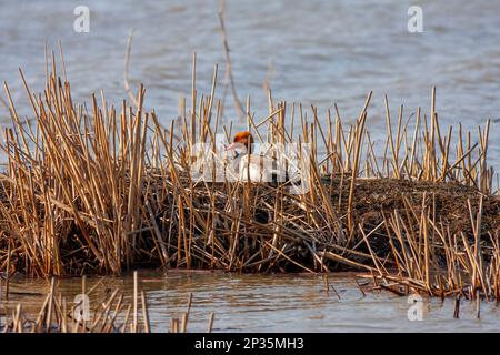 water bird in its natural environment, Red-crested Pochard, Netta rufina Stock Photo