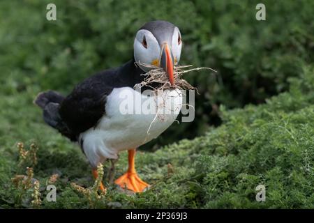 A close up of an atlantic puffin. Its beak is full of dried grass it needs for making a nest. Stock Photo