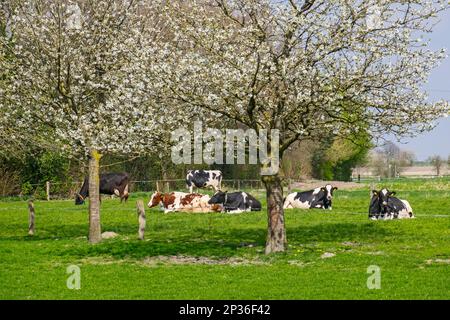 Spring in the Muensterland Stock Photo
