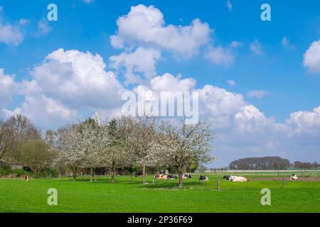 Spring in the Muensterland Stock Photo