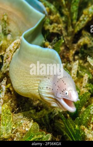 Small geometric moray (Gymnothorax griseus) with light open mouth meanders through algae over algae meadow, Gulf of Aqaba, Red Sea, Aqaba, Jordan Stock Photo