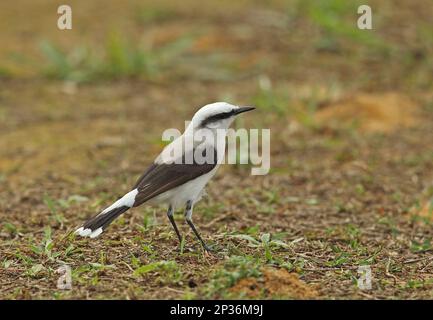 Masked water tyrant (Fluvicola nengeta nengeta) adult, standing on the ground, Atlantic rainforest, Reserva Ecologica de Guapi Assu, Rio de Janeiro Stock Photo