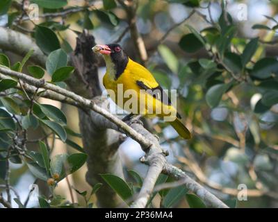 Black-headed Oriole (Oriolus xanthornus ceylonensis) immature, with food in beak, sitting on a branch, Sri Lanka Stock Photo