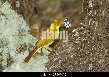 Golden Bowerbird (Prionodura newtoniana) adult male, decorating bower structure with flower for courtship display, Crater Lakes N. P. Atherton Stock Photo