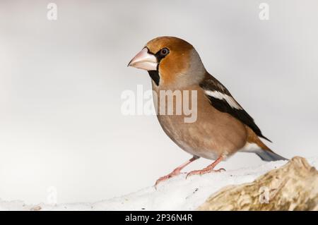 Hawfinch (Coccothraustes coccothraustes) adult male, standing on snow, Bialowieza N. P. Podlaskie Voivodeship, Poland Stock Photo