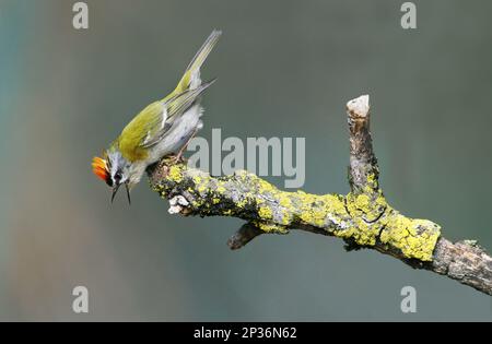 Firecrest (Regulus ignicapillus) adult male, calling, with crest raised in aggressive behaviour, Cannobina Valley, Piedmont, North Italy Stock Photo