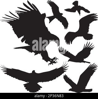 Birds of prey (eagle, hawk, falcon, griffon vulture etc.) vector silhouettes on white background. Layered. Fully editable Stock Vector