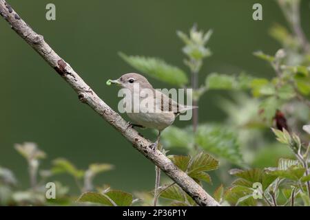 Garden Warbler (Sylvia borin) adult, with caterpillars in beak, perched on twig, Warwickshire, England, United Kingdom Stock Photo