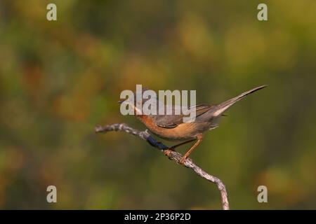Subalpine Warbler (Sylvia cantillans) adult male, perched on twig, Castilla y Leon, Spain Stock Photo