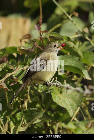 Yellow-bellied Elaenia (Elaenia flavogaster flavogaster) adult, feeding, tossing up and catching fruit in its beak, perched on barbed wire, Atlantic Stock Photo