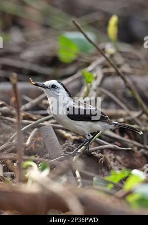 Pied Water-tyrant (Fluvicola pica) adult female, with insect prey in beak, foraging on ground, Darien, Panama Stock Photo