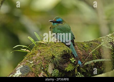 Keel-billed Motmot (Electron carinatum), adult, sitting on a branch, Panacam, Honduras Stock Photo