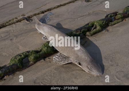 Lesser Spotted Dogfish (Scyliorhinus canicula) dead adult, on beach, Newquay Harbour, Newquay, Cornwall, England, United Kingdom Stock Photo