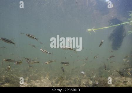 Common Minnow (Phoxinus phoxinus) shoal, swimming in river habitat, River Trent, Nottingham, Nottinghamshire, England, United Kingdom Stock Photo