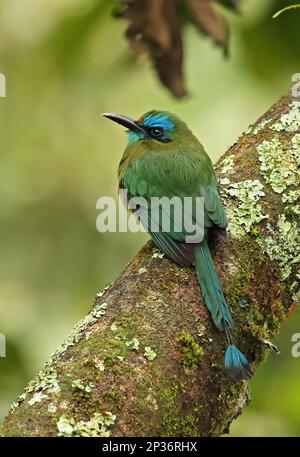 Keel-billed Motmot (Electron carinatum), adult, sitting on a branch, Panacam, Honduras Stock Photo