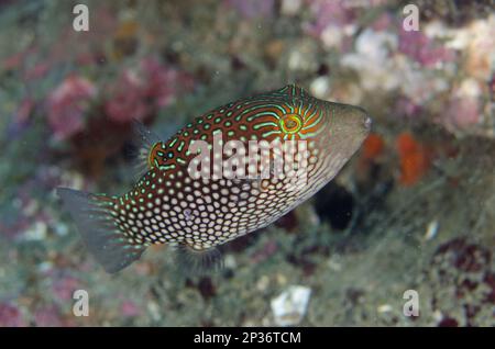Net-spotted pufferfish, Net-spotted pufferfish, Other animals, Fish, Animals, Pufferfish, Green-spotted Toby (Canthigaster janthinoptera) adult Stock Photo