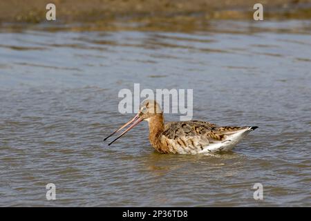 Black-tailed Godwit moults into summer plumage Stock Photo