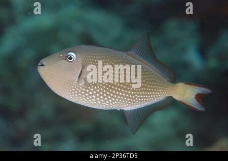 Gilded triggerfish (Xanthichthys auromarginatus), Blue-throated Triggerfish, Other animals, Fish, Animals, Triggerfish, Gilded Triggerfish adult Stock Photo