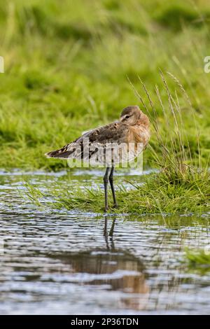 Black-tailed Godwit just moulting out of summer plumage, Icelandic breed, Deepdale Marsh Norfolk Stock Photo